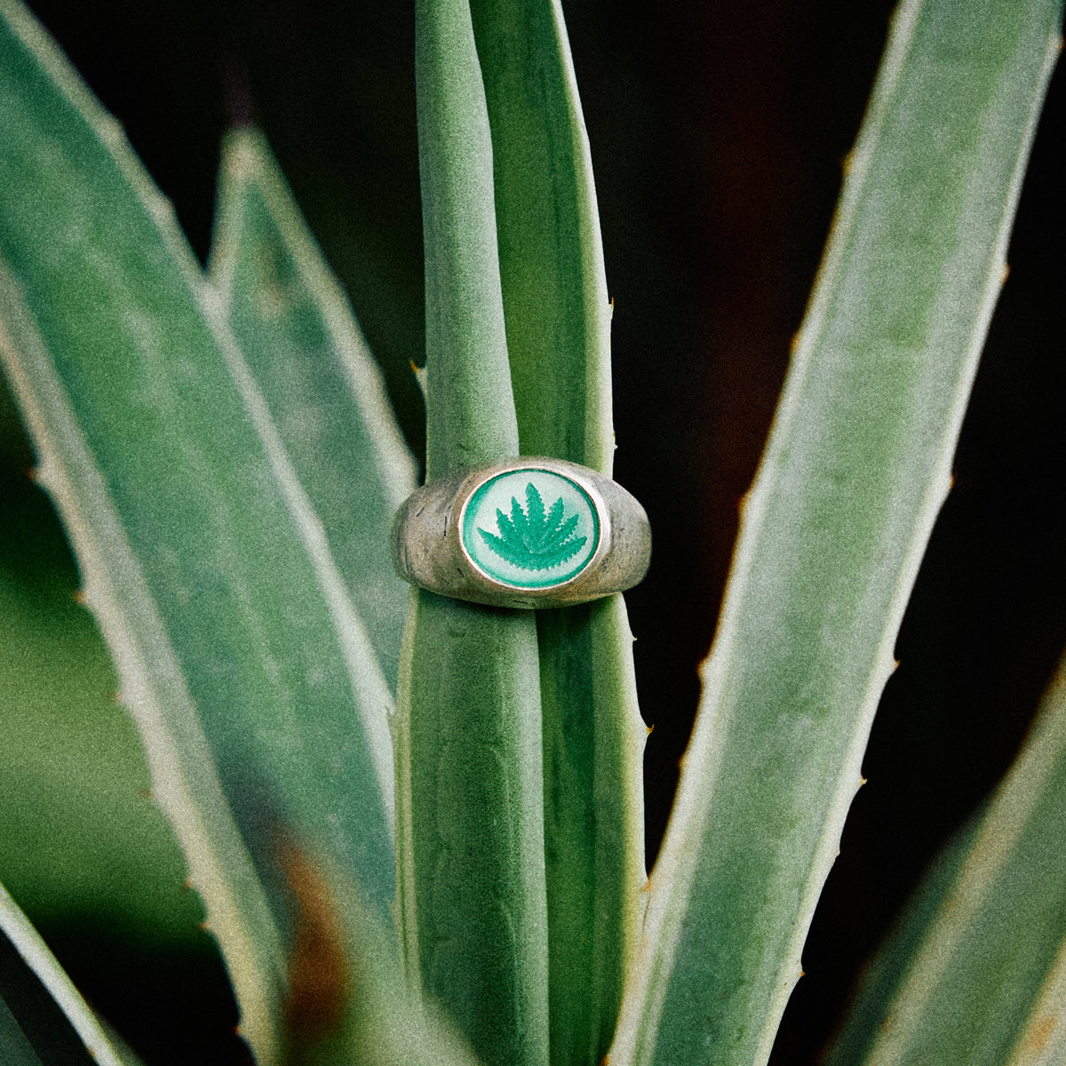 products:aloe-there